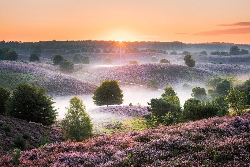 Zonsopkomst op de bloeiende heide op de Posbank  van Maarten Mensink