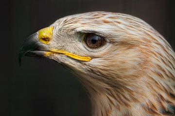 Portret van een arendbuizerd. van Michar Peppenster