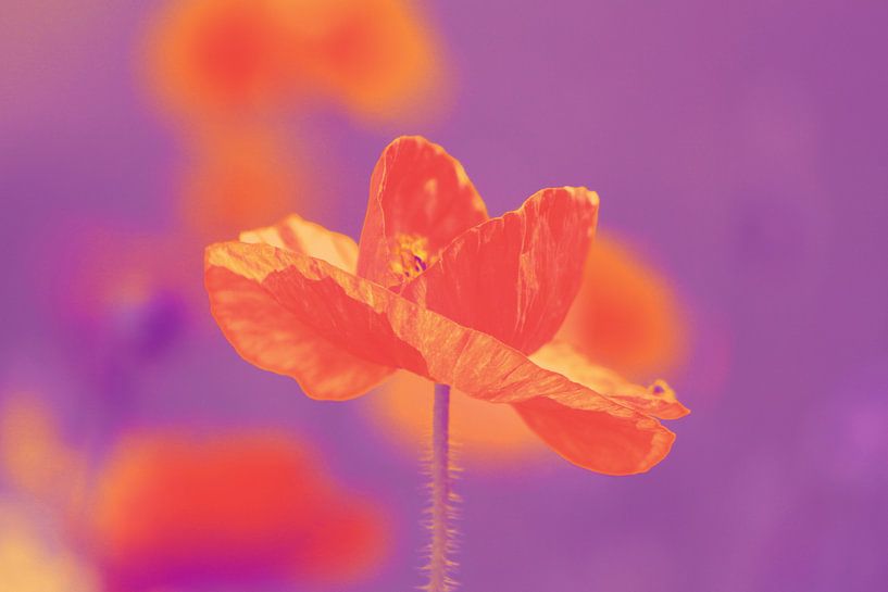 Orange Poppy von Renate Dohr