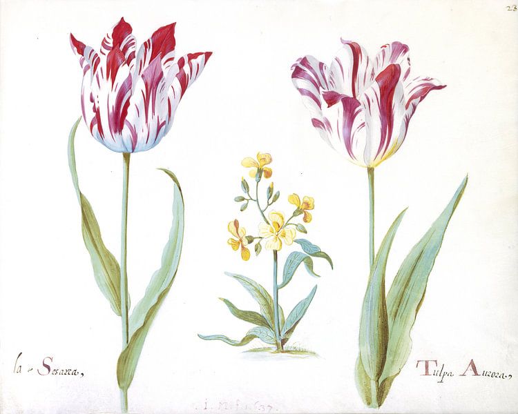 Zwei Tulpen mit einer Pflanze aus der Familie der Kreuzblütler, Jacob Marrel  von Het Archief