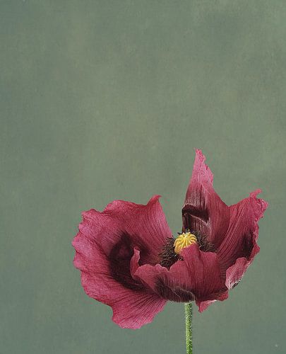 Papaver met Passie