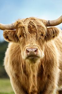 Der schottische Highlander schaut dich durchdringend an