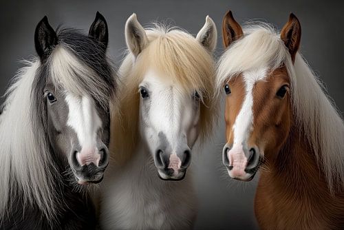 Portret van 3 pony's tegen een grijze egale achtergrond