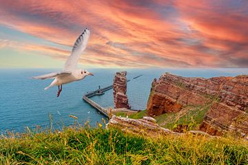 Lange Anna sur Helgoland avec une mouette sur Animaflora PicsStock