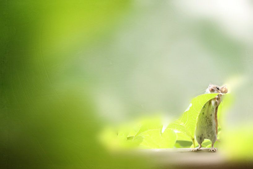 Hide and seek 2 by Heike Hultsch