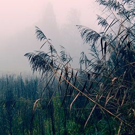 Tropisch Exotisch - boom, plant, veld, hoog gras, roze van Nicole Schyns