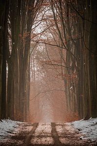 Verdwalen in het sprookjes bos.