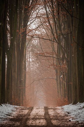 Verdwalen in het sprookjes bos.