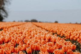 Het oranje tulpenveld ( The orange tulip field) by Maria elican