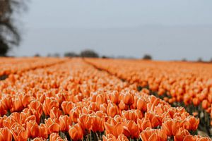 Het oranje tulpenveld van Maria elican