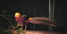 Golden Pheasant by Iris Boersma