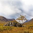 Boom bij rots op Schotse hei bij Glencoe van Johan Zwarthoed thumbnail