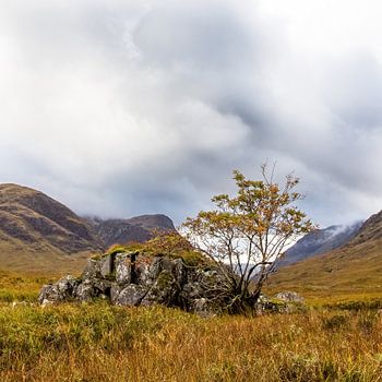 Boom bij rots op Schotse hei bij Glencoe