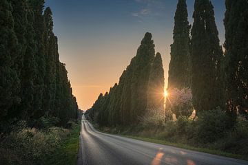 De laan van Bolgheri en de zon tussen de bomen van Stefano Orazzini