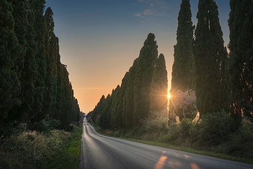 De laan van Bolgheri en de zon tussen de bomen