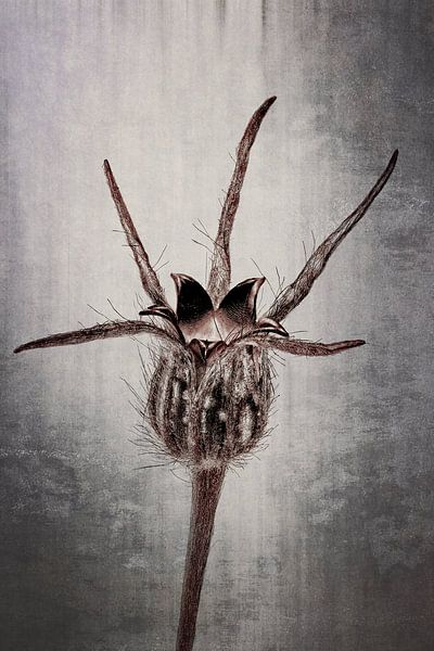 Bolderik - Agrostemma githago van Christophe Fruyt