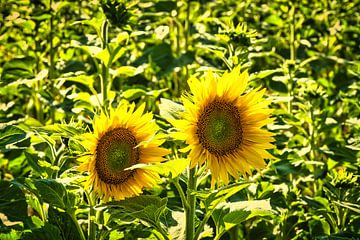 Zonnebloem op een zonnebloemveld van Martin Köbsch