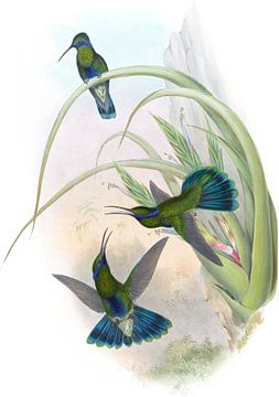 Boliviaans violet-ear, John Gould van Hummingbirds