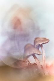 Magic is everywhere by Monique Visser