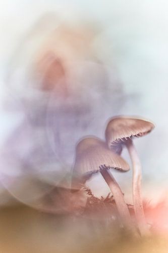 Magie is overal van Monique Visser