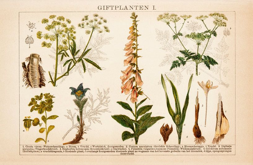 Lithographie ancienne en couleurs Plantes toxiques I par Studio Wunderkammer