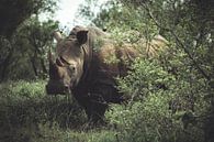 Nashorn im Kruger National Park. von Niels Jaeqx Miniaturansicht