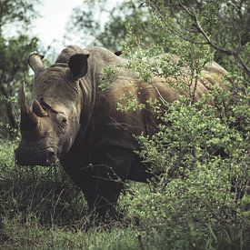 Nashorn im Kruger National Park. von Niels Jaeqx