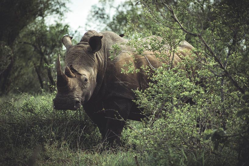 Nashorn im Kruger National Park. von Niels Jaeqx