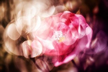 Rosenblüte im Licht