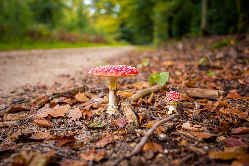 Herfst Paddenstoelen van Thomas van Galen