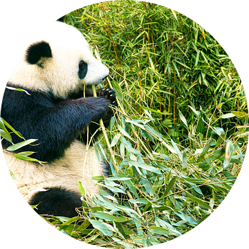 Reuzenpanda die bamboe eet. De bedreigde beer uit Azië met zwarte van Martin Köbsch