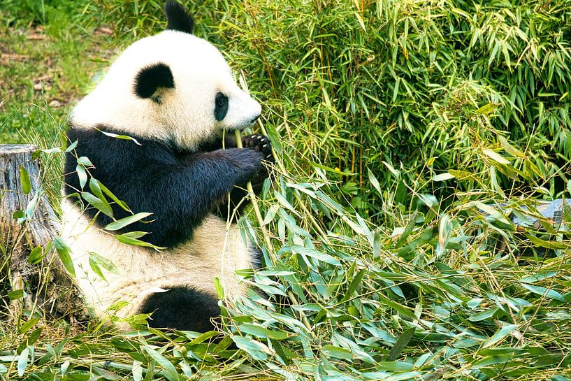Reuzenpanda die bamboe eet. De bedreigde beer uit Azië met zwarte van Martin Köbsch