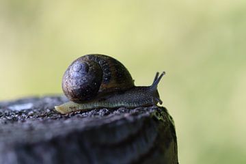 Close-up van een slak op een houten paal van Kimberley van Lokven