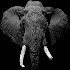 Éléphant d'Afrique en noir et blanc sur Tim Kolbrink