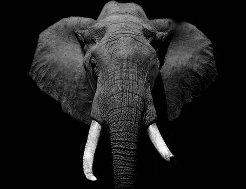 Afrikanischer Elefant in Schwarz und Weiß