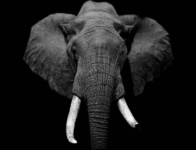 African elephant in black and white by Tim Kolbrink