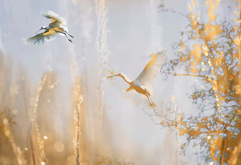 Fairytale land (adaptation of photos of flying spoonbills in spring) by Birgitte Bergman