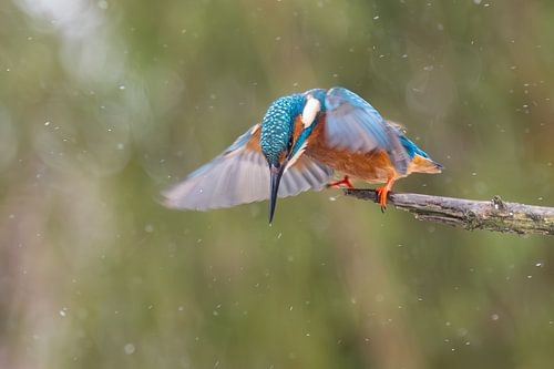 IJsvogel duikt van tak