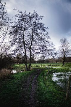 Sentier pédestre à travers le ruisseau Common Meadow
