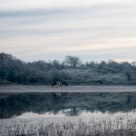 Koeien bij duinmeertje op winterse ochtend van Kim de Groot