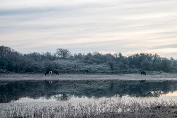 Koeien bij duinmeertje op winterse ochtend van Kim de Groot