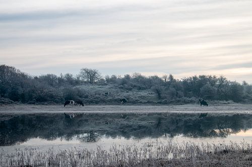 Cows at dune lake on winter morning