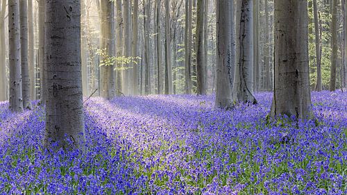 Magie in het Hallerbos van Sérgio Domingues Photography