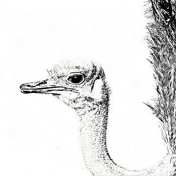 Vogel Strauss monochrome mixed media