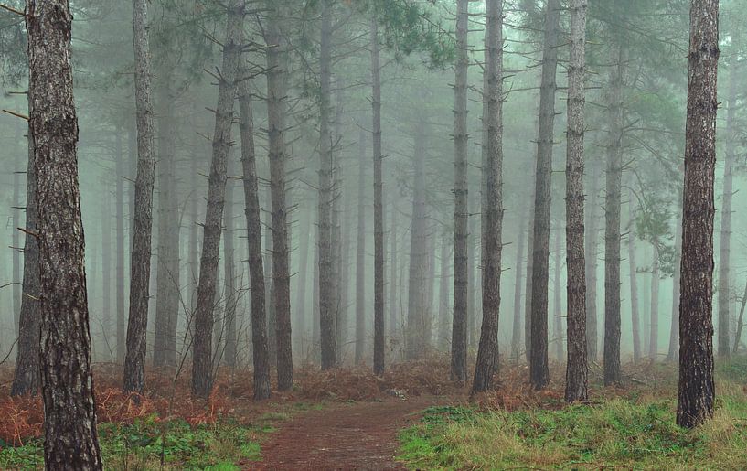Flânerie dans le brouillard du matin par LANETfotografie