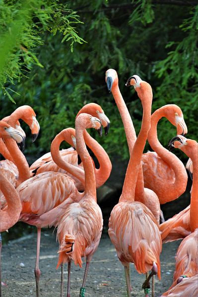 Florisante Flamingo's van DoDiLa Foto's