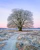 Grote boom met rijp op een koude winterochtend op de Veluwe. van Patrick van Os thumbnail