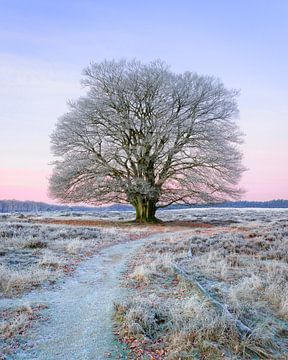 Großer Baum mit Raureif an einem kalten Wintermorgen in der Veluwe.