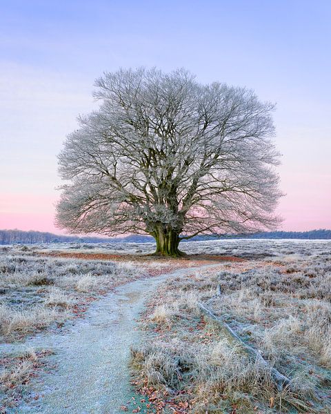 Grote boom met rijp op een koude winterochtend op de Veluwe. van Patrick van Os