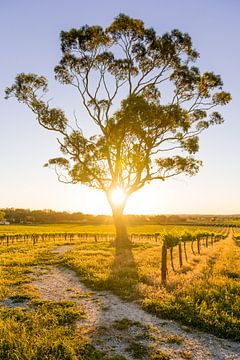 Zonsondergang Wijngaard Barossa Valley, Australië van Troy Wegman